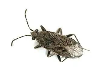 Peritrechus geniculatus