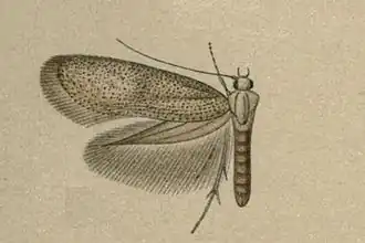 Perittia carlinella