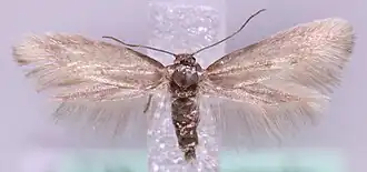 Kamperfoeliemineermot