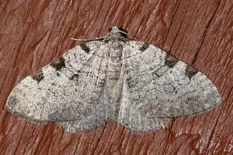 Perizoma costiguttata