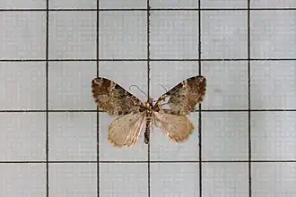 Perizoma ochreotincta