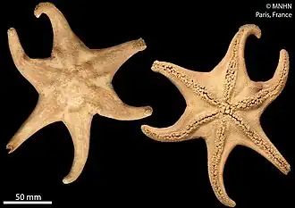 Perknaster antarcticus