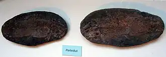 Perleidus