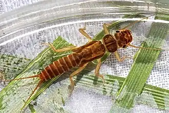 Diploperla duplicata