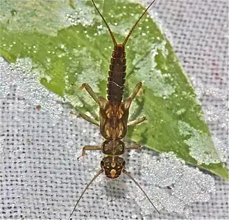 Isoperla holochlora