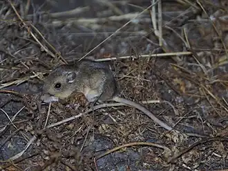 Perognathus inornatus