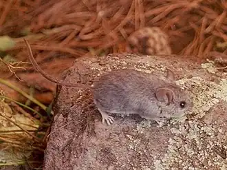 Peromyscus melanotis