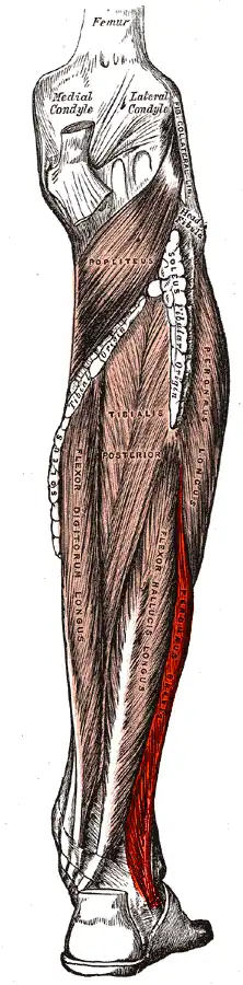 Rechterbeen, met de korte kuitbeenspier in rood gemarkeerd