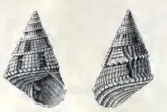 Perrinia nigromaculata