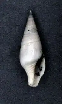 Perrona aculeiformis