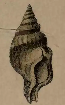 Perrona obesa