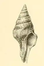 Perrona subspirata