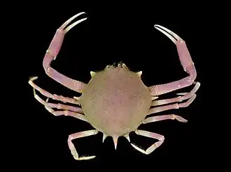 Persephona lichtensteinii