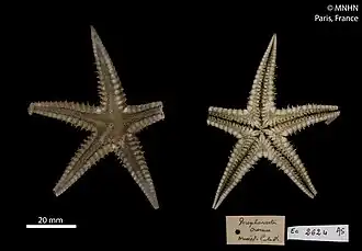 Persephonaster croceus