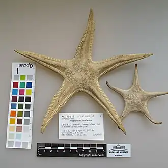 Proserpinaster neozelanicus