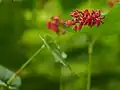 Doorgroeide duizendknoop, Persicaria amplexicaulis