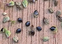 Dopvruchten (3 mm lang) van perzikkruid