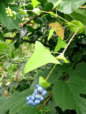 Gestekelde duizendknoop