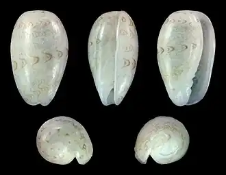Persicula shepstonensis