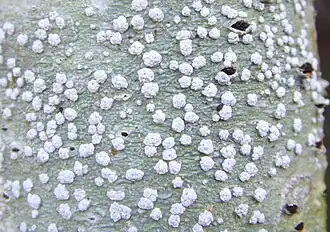 Soredieus speldenkussentje