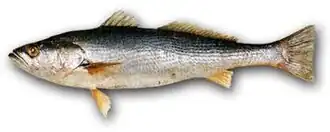 Cynoscion microlepidotus