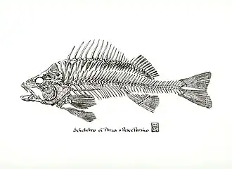 Skelet van een baars