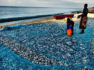 Engraulicypris sardella