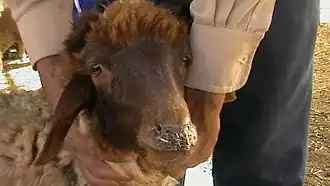 Pest bij kleine herkauwers