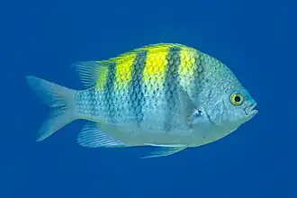 Abudefduf troschelii