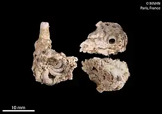 Petaloconchus apakadikike