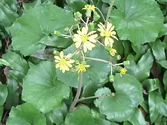 Farfugium japonicum