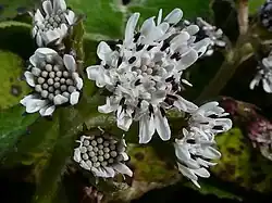 Hoofdje met mannelijke bloemen