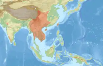 Petaurista philippensis