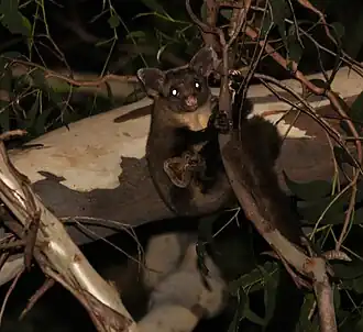 Grote suikereekhoorn