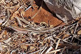 Tracheloptychus petersi