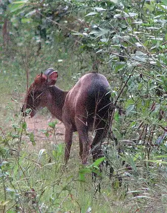 Peters duiker