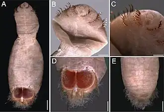 Petersenaspis capillata