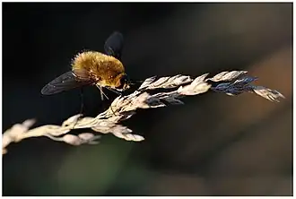 Bombylius minor