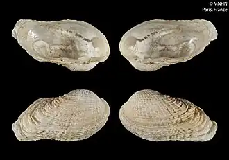 Petricola angolensis