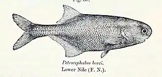 Petrocephalus bovei bovei
