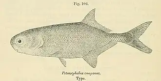 Petrocephalus cunganus