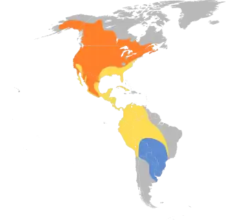 Amerikaanse klifzwaluw