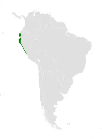 Peruaanse klifzwaluw