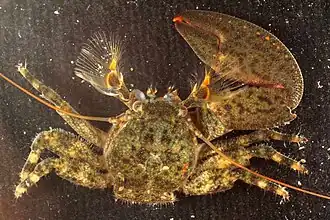 Petrolisthes borradailei