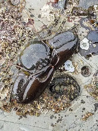 Petrolisthes cabrilloi