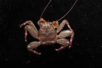 Petrolisthes coccineus