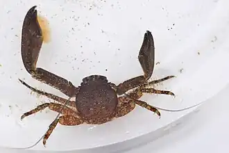 Petrolisthes manimaculis