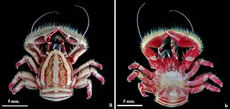 Petrolisthes virgatus