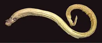 Lethenteron kessleri