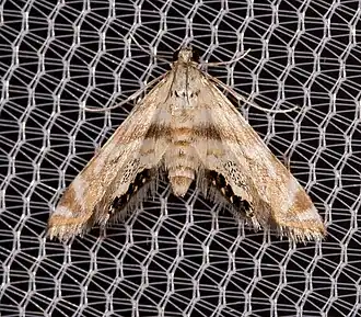 Petrophila fulicalis